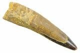 Fossil Spinosaurus Tooth - Real Dinosaur Tooth #352378-1